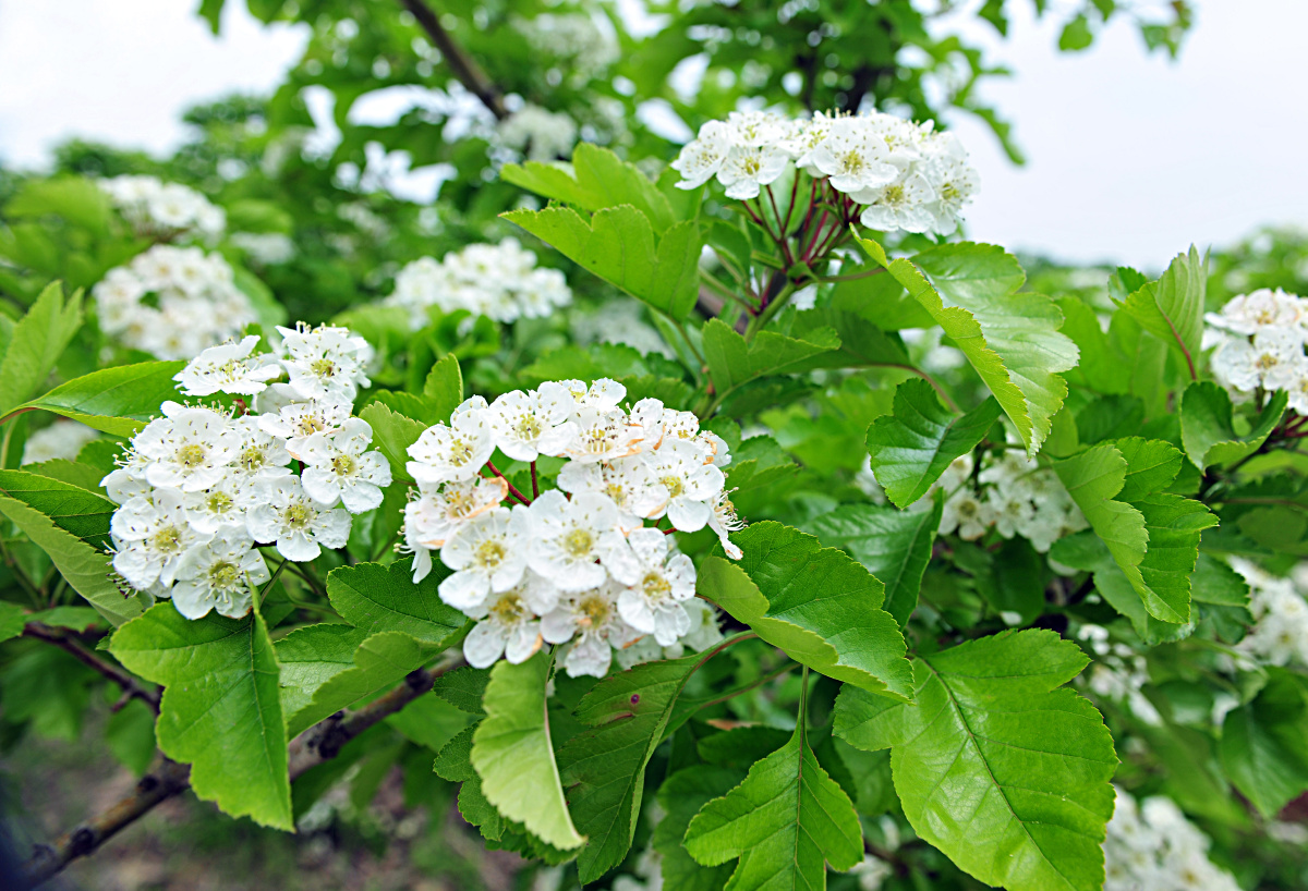 白色的山楂花盛开每一簇花将来就会是一提溜红红的山楂