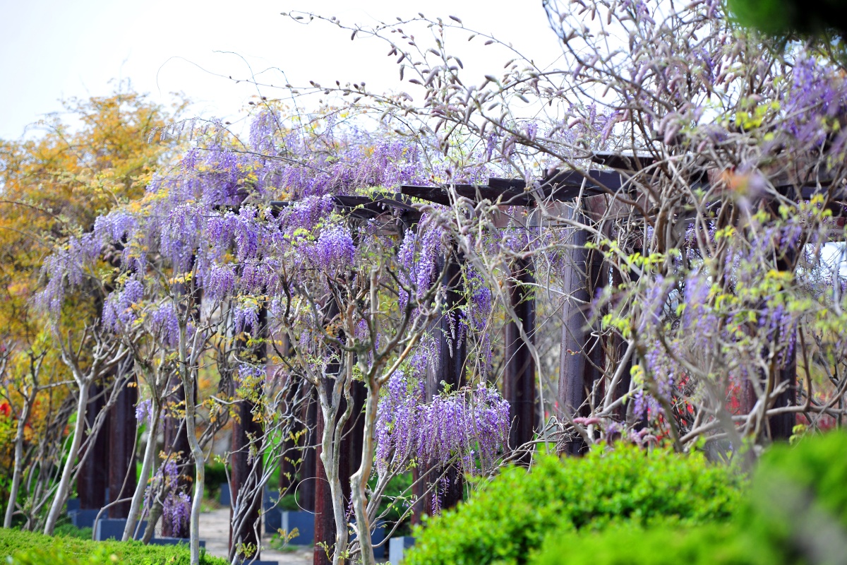 园林绿化紫藤架