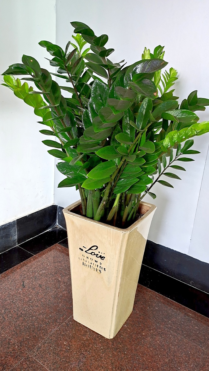 金钱树 - 途乐也 - 图虫