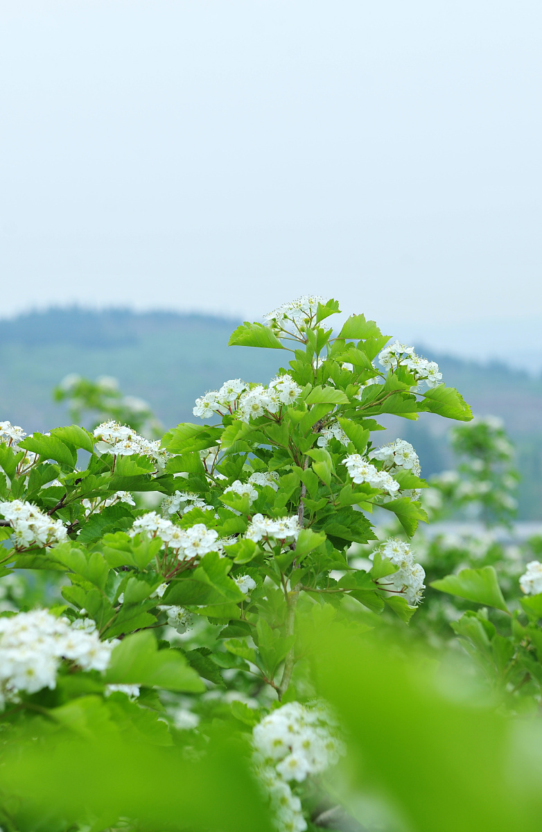 山楂花