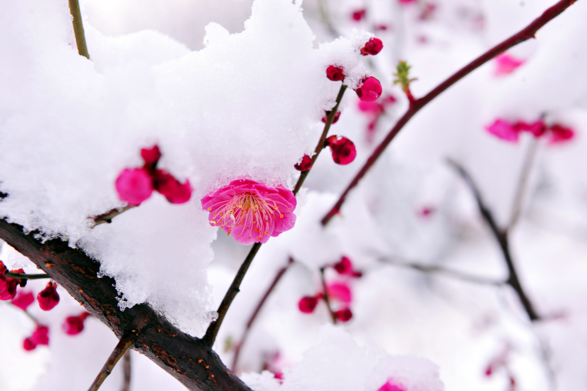 摄影圈子梅花红梅冬季#冬雪红梅傲雪雪中梅花冬季园林#白雪您的打赏