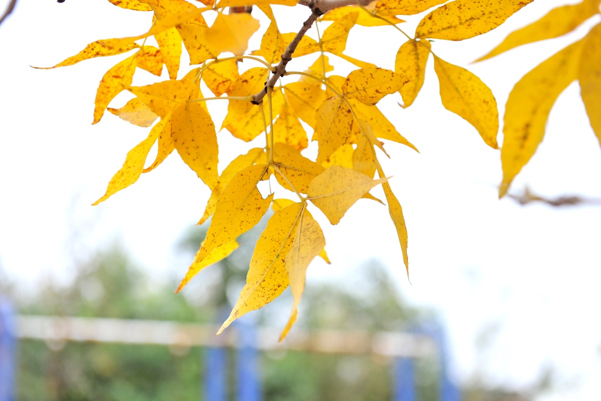 秋天树叶黄了