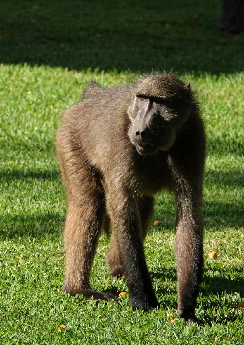 南非野生动物长颈鹿犀牛斑马大象狮子