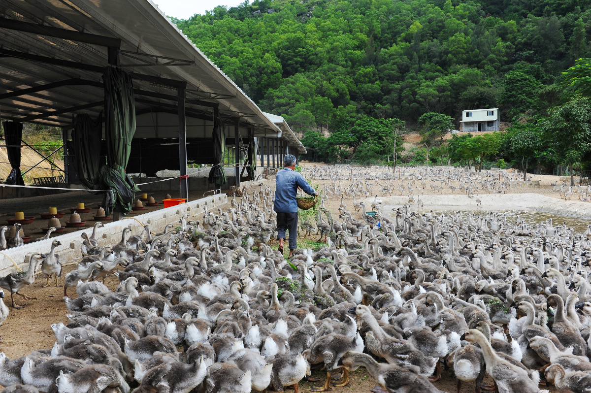 鹅场#农村#养殖#家禽#鹅群#饲养 - 听海观潮 - 图虫