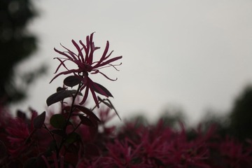 孤独的花