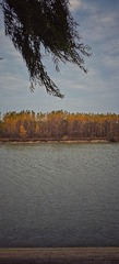 1000135241