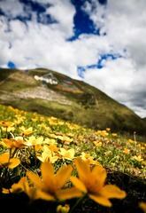 塔公花海