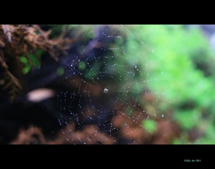 雨后蜘蛛