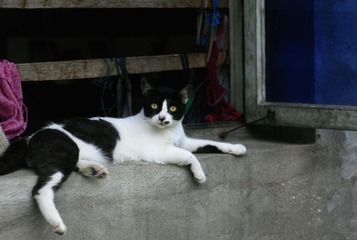 猫~
