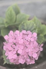 一团花