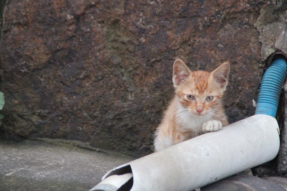 猫<br />
正把水管当玩具