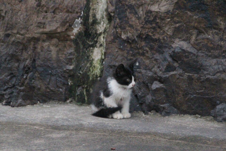 猫<br />
寂静的坐着