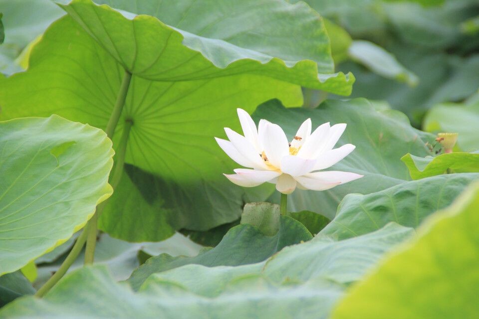 灿烂