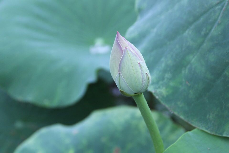 青涩