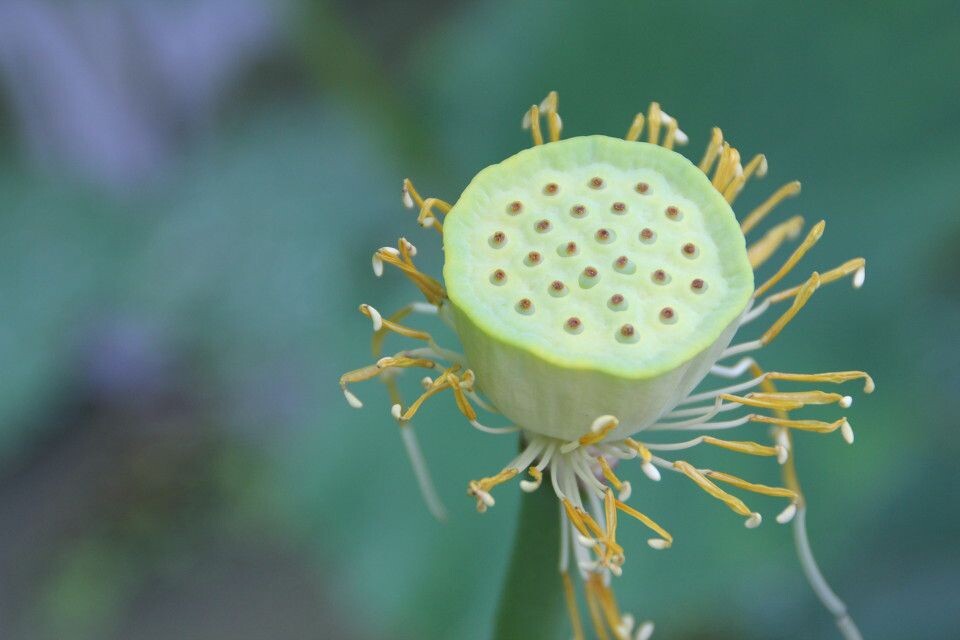 果实