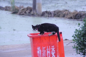 猫