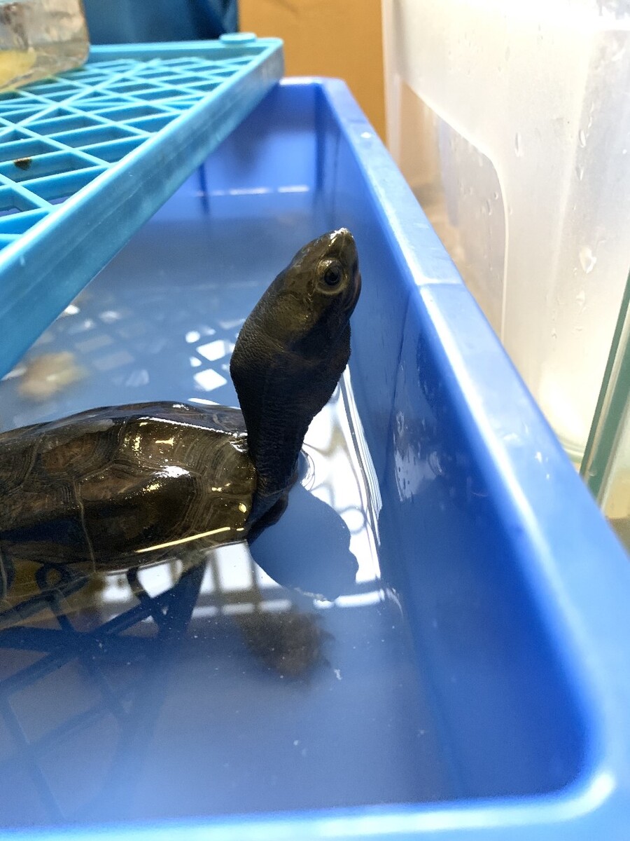 家庭草龟养殖视频,越高海龟生长越快越多水温越高越好越好养