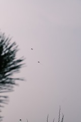 F9AC2F4C-F3F1-4E0D-8C31-AE0A89256B96/L0/001