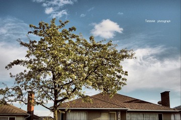 tree