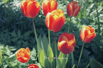 tulip