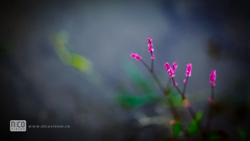 _MG_8389.jpg