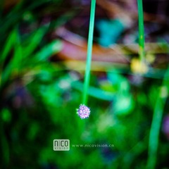 _MG_8403.jpg