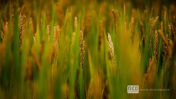 _MG_8395.jpg