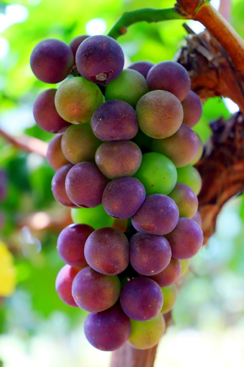 葡萄1