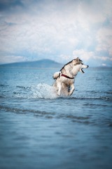 阿拉斯加与海