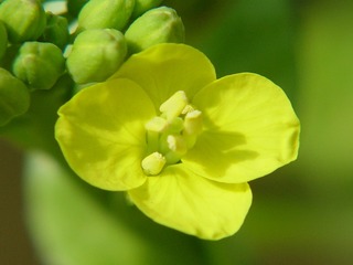 黄花