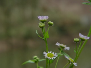 小花