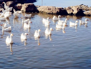 DSC033481_副本.jpg
