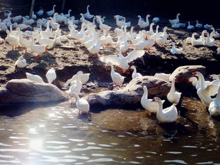 DSC033531_副本.jpg
