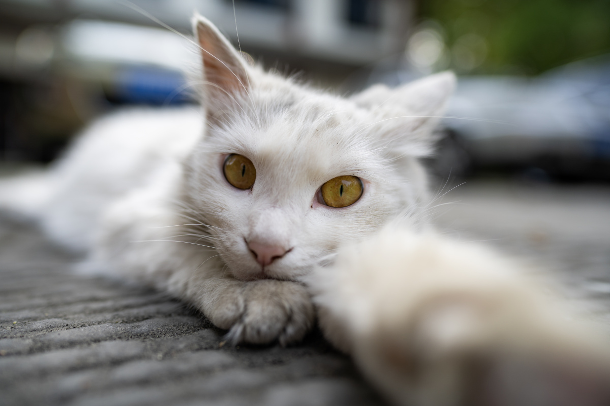 遇到了个会自拍05的猫