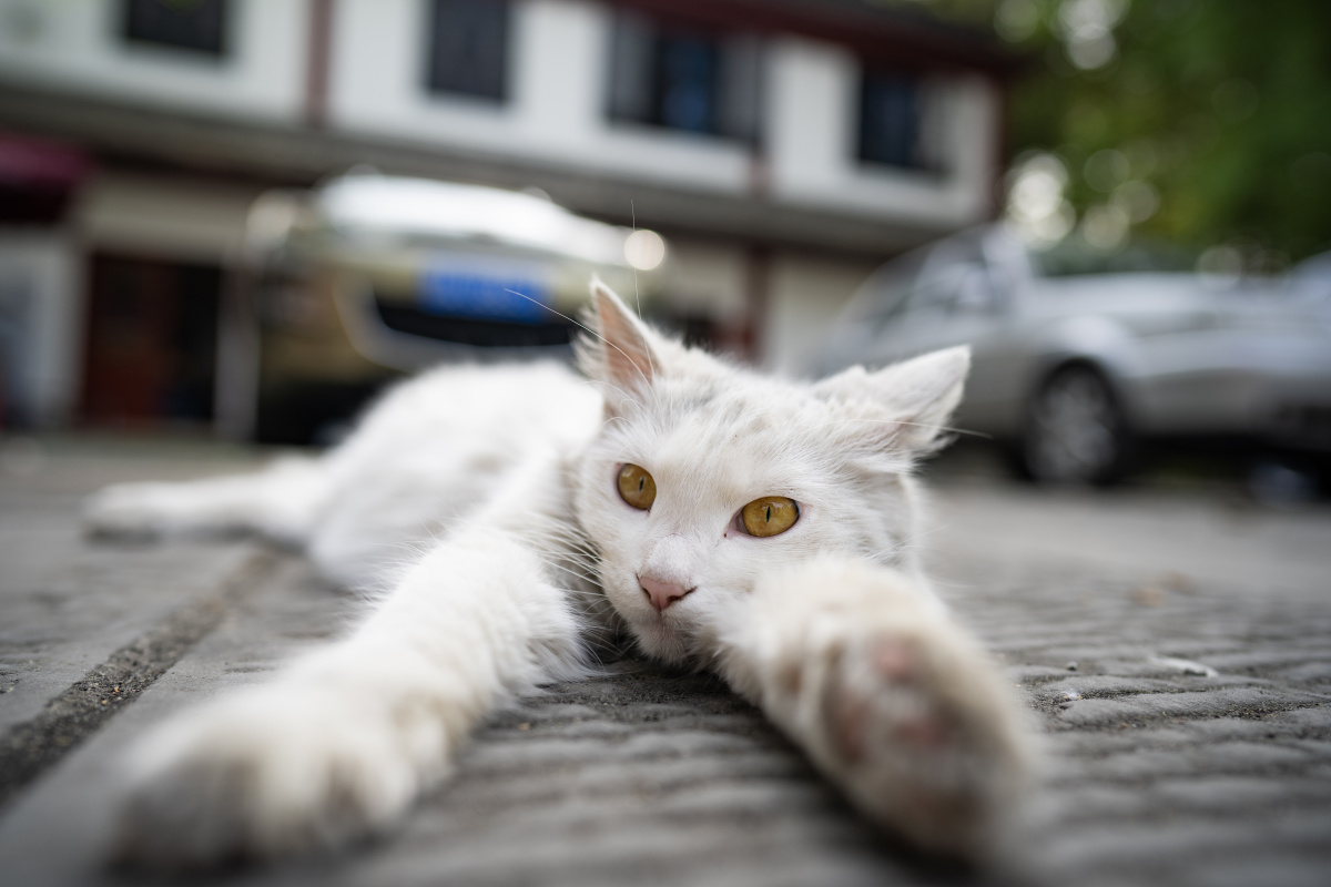 遇到了个会自拍05的猫