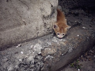 瓦砾中的小猫