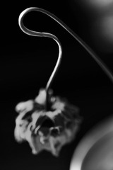 DPP_1357