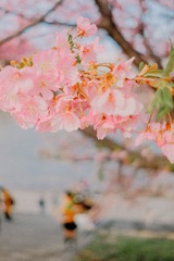 1465FFF0-CA7C-4A20-A4AB-763F4053E396/L0/001