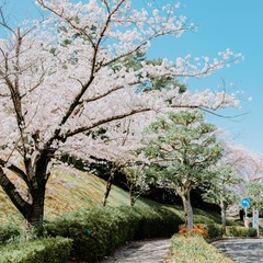 25B31F62-F478-417F-9E99-535D7C09A3A9/L0/001