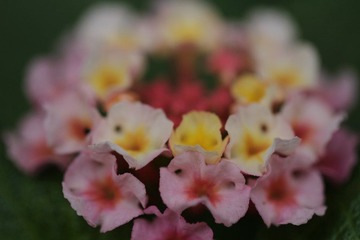flowerr