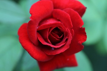 redflower