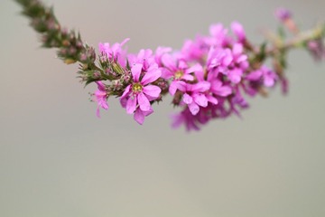 056