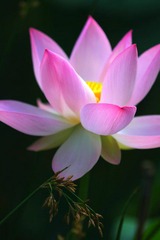 086