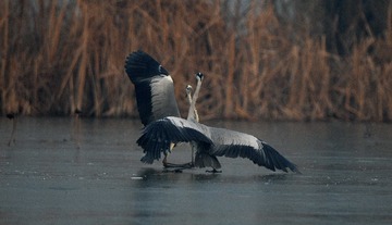 15692D3E-3358-4D2F-81BD-9BCF83E3FD0B/L0/001