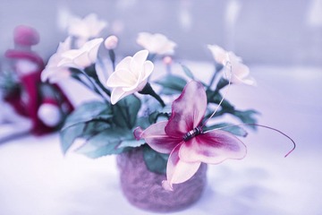 蝶恋花