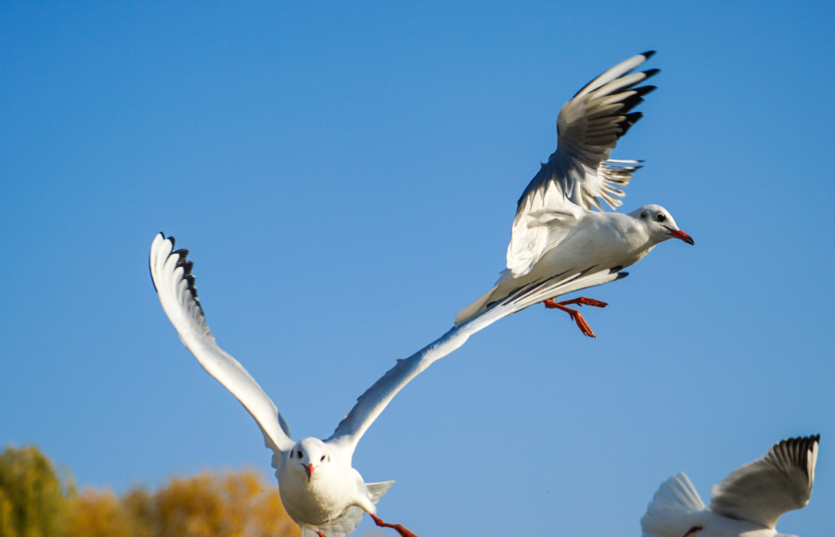 抓拍红嘴鸥空中飞翔的瞬间