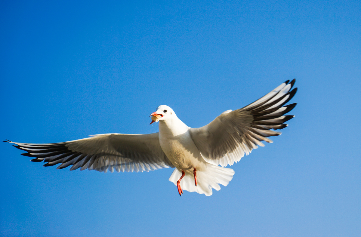 抓拍红嘴鸥空中飞翔的瞬间