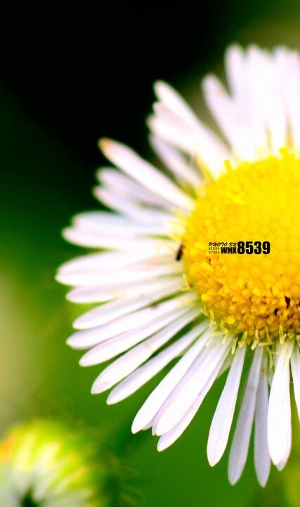 小花<br />
