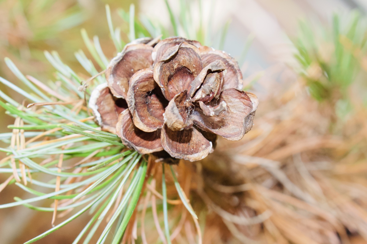 松树果