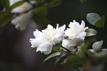Optional("E8982C30-1F40-4C62-9A66-34B0E62A8783/L0/001")